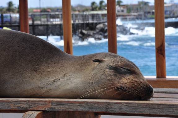 Um preguiçoso leão-marinho nos dá as boas vindas à Galápagos, na Ilha de San Cristóbal